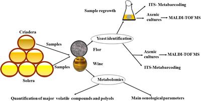 Revealing the Yeast Diversity of the Flor Biofilm Microbiota in Sherry Wines Through Internal Transcribed Spacer-Metabarcoding and Matrix-Assisted Laser Desorption/Ionization Time of Flight Mass Spectrometry